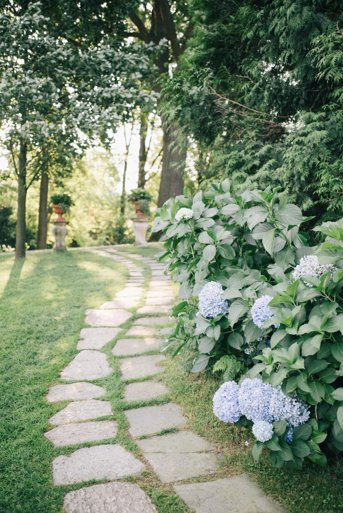 Hortensia trepadora. Fuente: Pexels