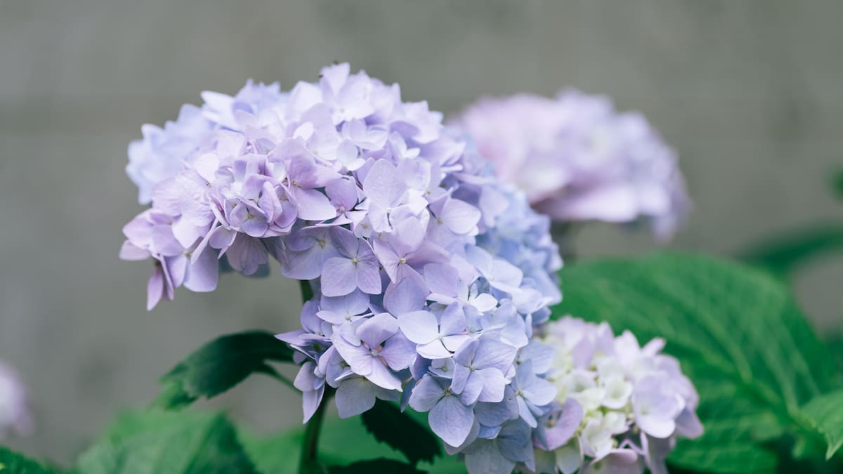 La planta que tenés que podar antes de la primavera para que estalle de flores: la guía completa para cuidar las hortensias