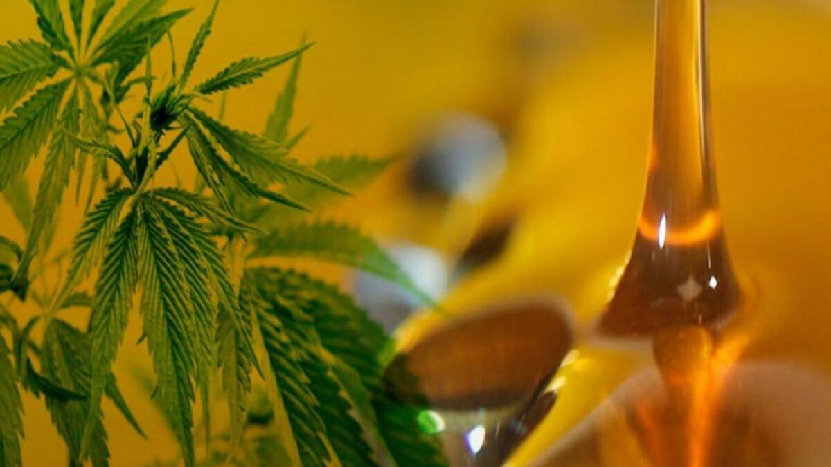 Hospital Garrahan: iniciaron ensayos médicos con aceite de cannabis
