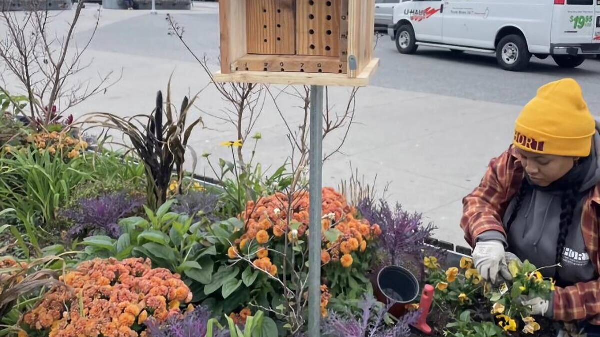 Semana de la Tierra: Nueva York protegerá a sus abejas con hoteles y búnkeres en calles y plazas públicas