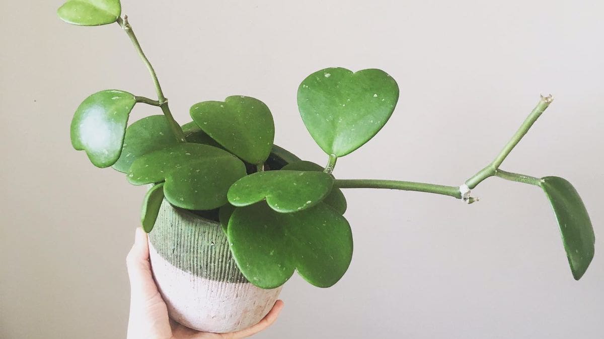 Ni potus ni sansevieria: la planta con hojas de corazón que conquista todos los hogares