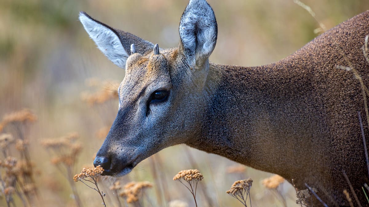 Huemul, animal.