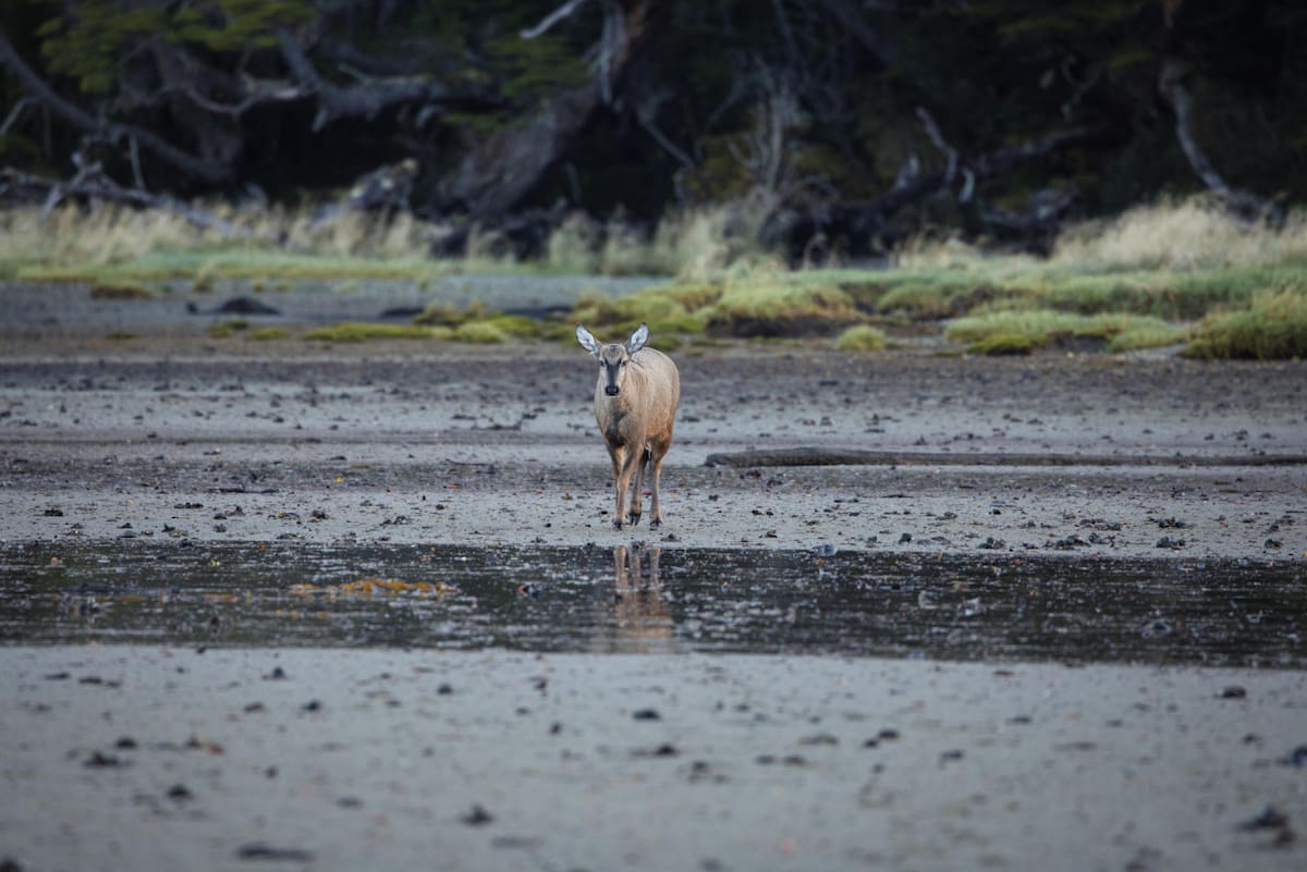 Huemul. Foto: EFE