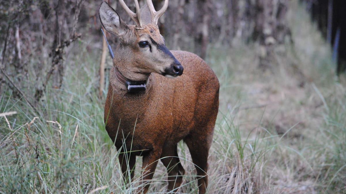 Huemul. Foto: fundacionhuilohuilo
