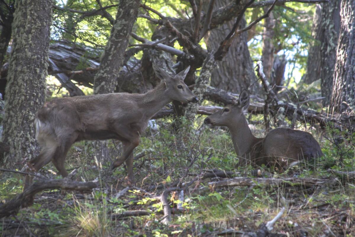 Huemules en el Parque Nacional Los Glaciares. Foto: Parques Nacionales.