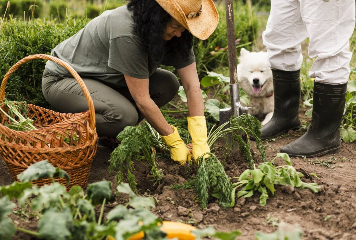 Huerta, verduras. Foto Freepik.