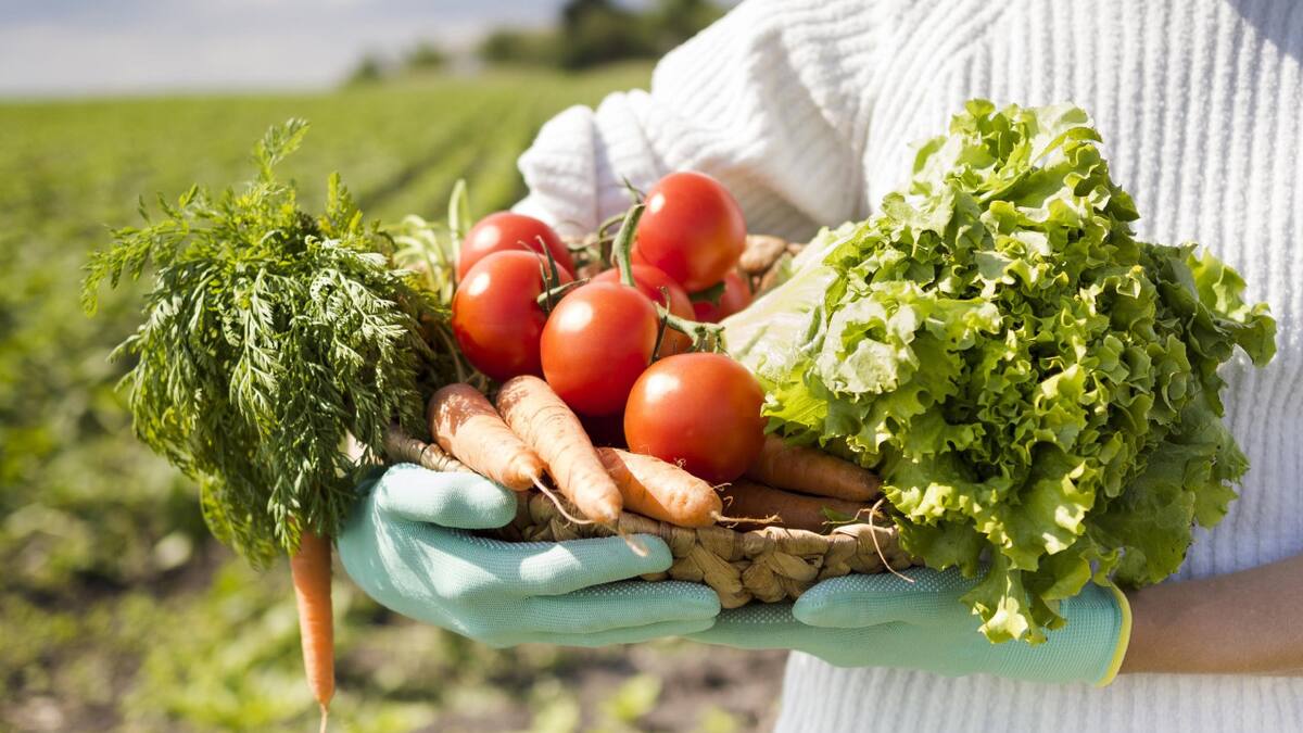 Huerta, verduras. Foto Freepik.