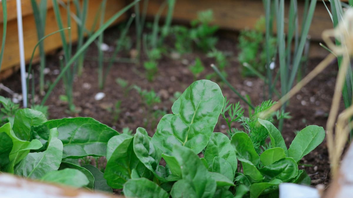 ¿Qué se puede sembrar en otoño? Foto: Unsplash.