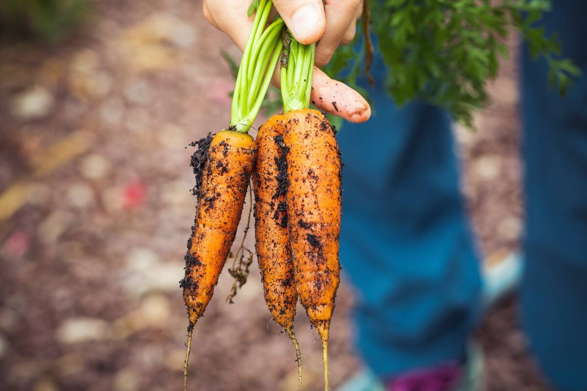 Huerta, verduras. Foto Unsplash.
