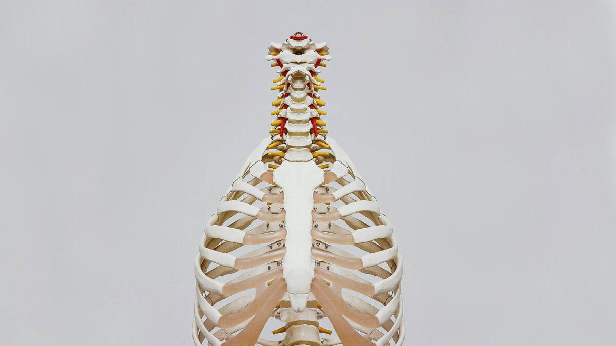 Huesos. Fuente: Pexels