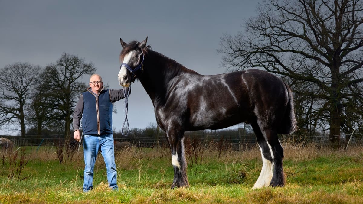 Mide 1,99 metros, tiene 4 años y ya es dueño de un Récord Guinness: la historia de Hugo, el caballo más alto del mundo