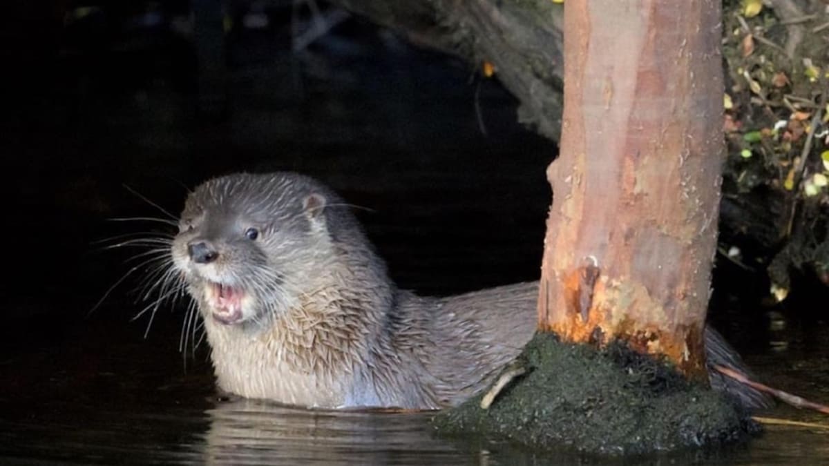 Sorpresa en la Patagonia: encontraron rastros de una especie que no aparecía desde hace 40 años