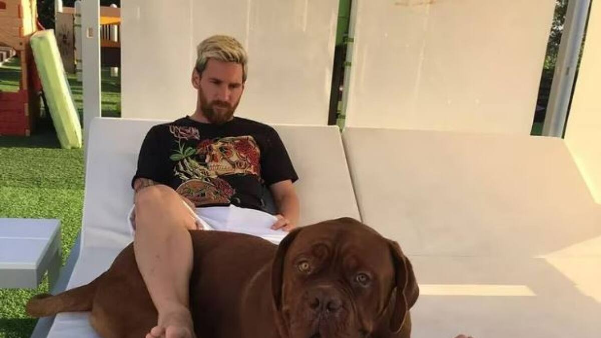 Hulk es raza Dogo de Burdeos y tiene 7 años. Foto: Instagram @leomessi.