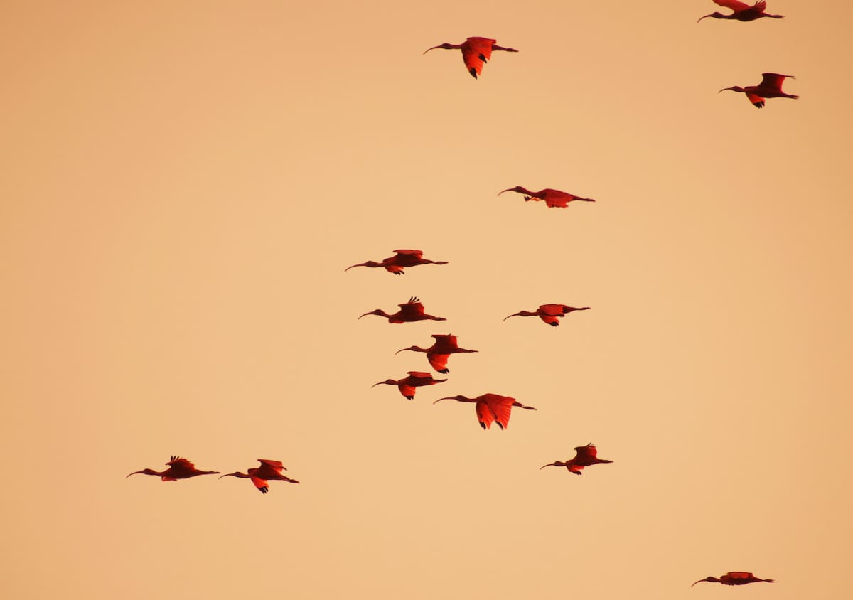 Ibis eremita; ave. Foto: Unsplash