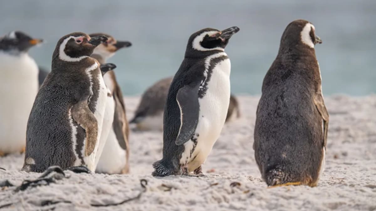 Hito científico: descubrieron una nueva especie de pingüino oculta en la Antártida tras más de un siglo