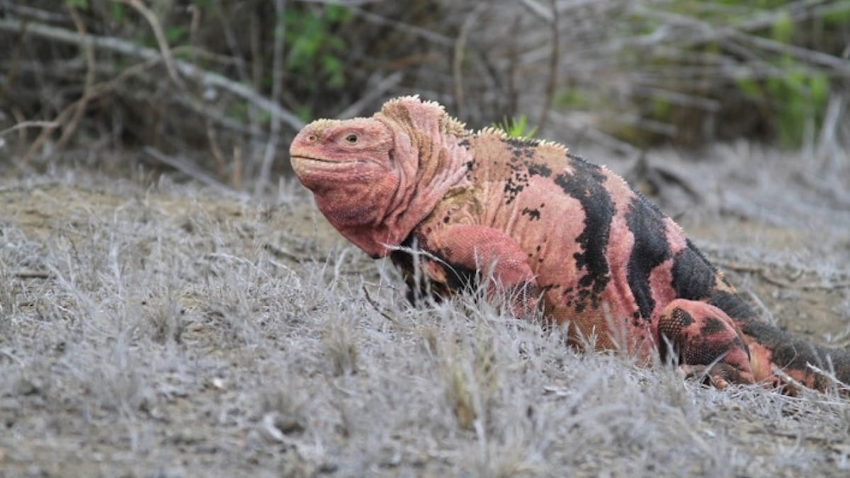 Iguana rosada de Galápagos. Foto: Instagram @charlesdarwinfoundation