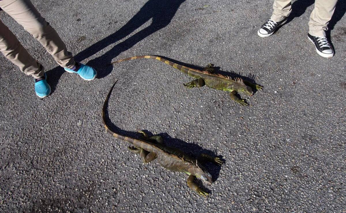 Iguanas congeladas en Florida - Reuters