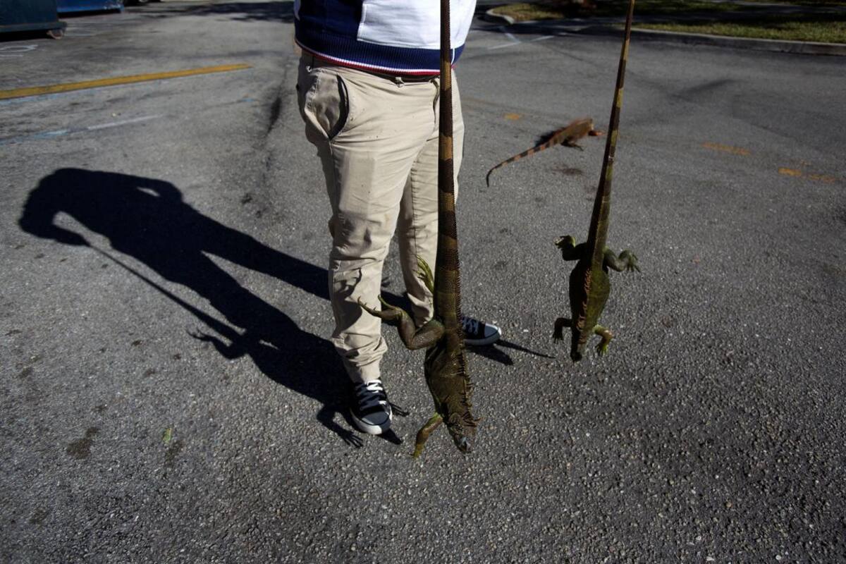 Iguanas congeladas en Florida - Reuters