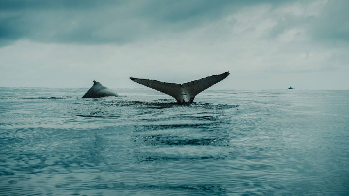 Imagen de la cola de ballena. Foto: Unsplash