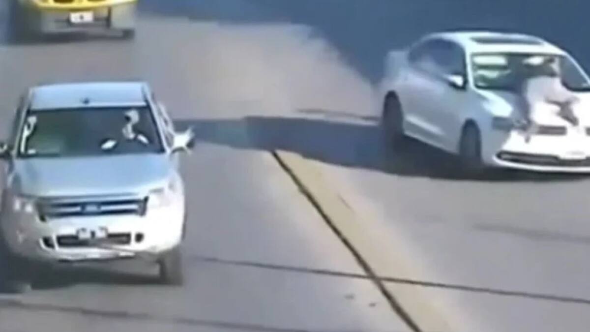 Imágenes del insólito hecho en Tigre. Foto: Municipio de Tigre.