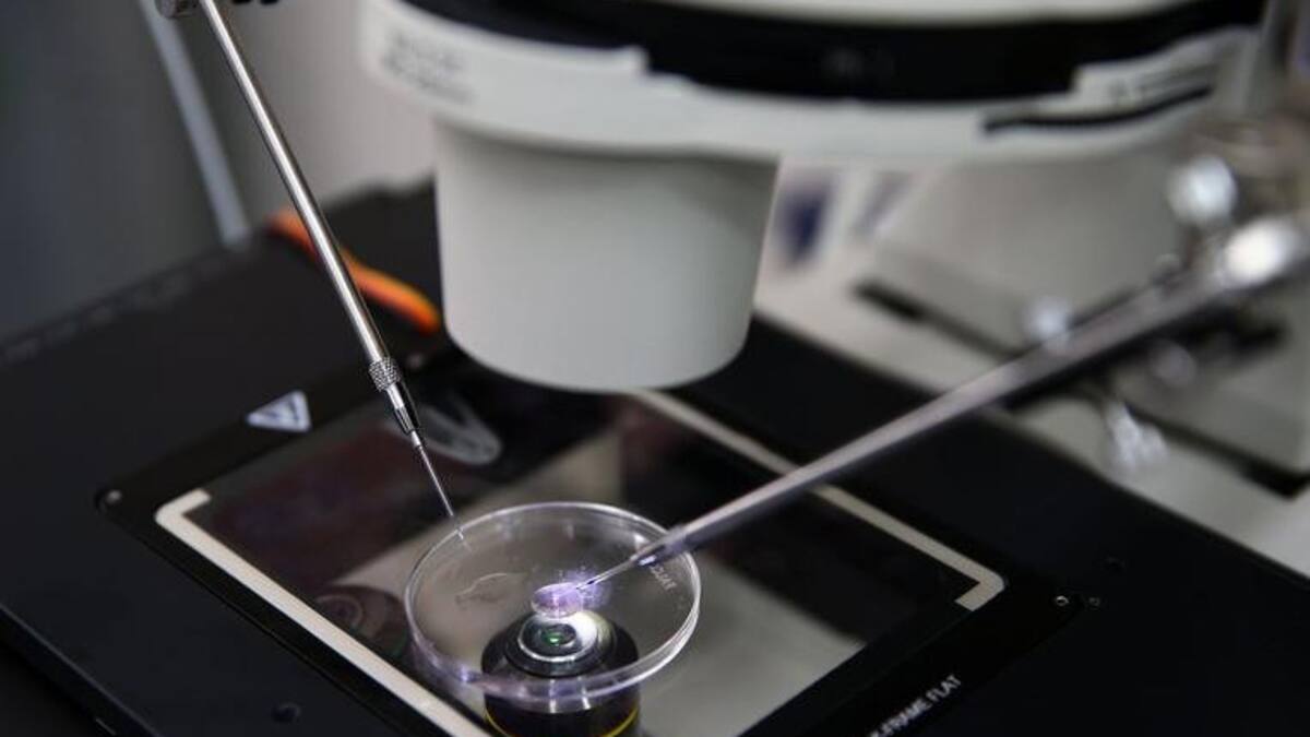 Implantación de embriones, ciencia