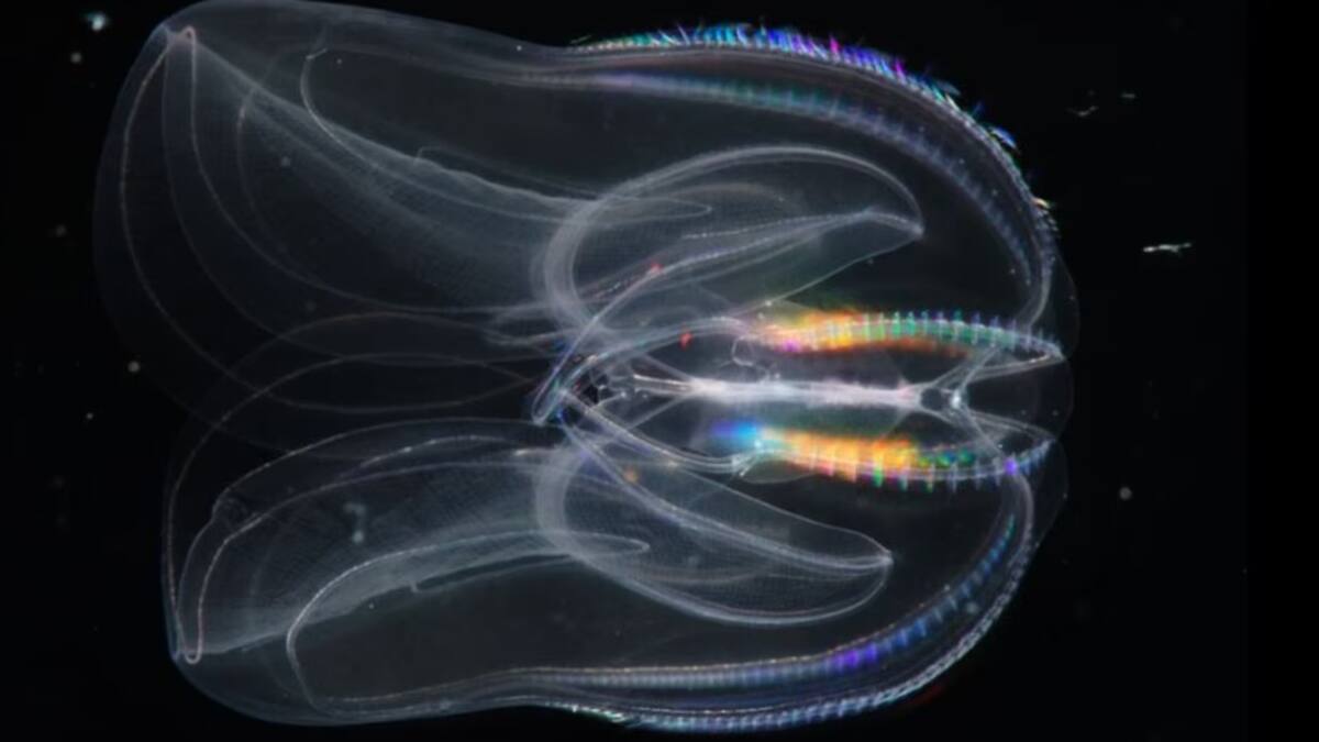 Impresionante descubrimiento sobre las medusas peine. Foto: Noticias Ambientales