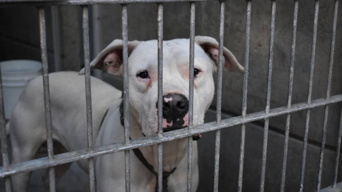 Incendio en Los Ángeles. Foto: EFE.