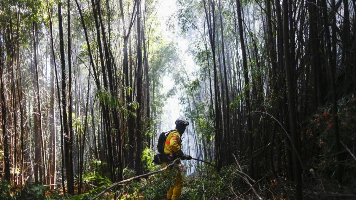 Incendios en Chile: la UE se suma a la lucha contra el fuego que ya se cobró más de 20 vidas. EFE