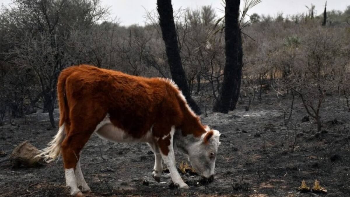 Incendios en Córdoba 2024, el impacto de las llamas en los animales. Foto: X