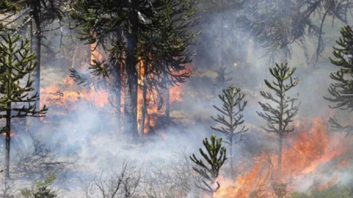 Incendios en el Sur: nuevos focos complican el trabajo exhaustivo de los brigadistas