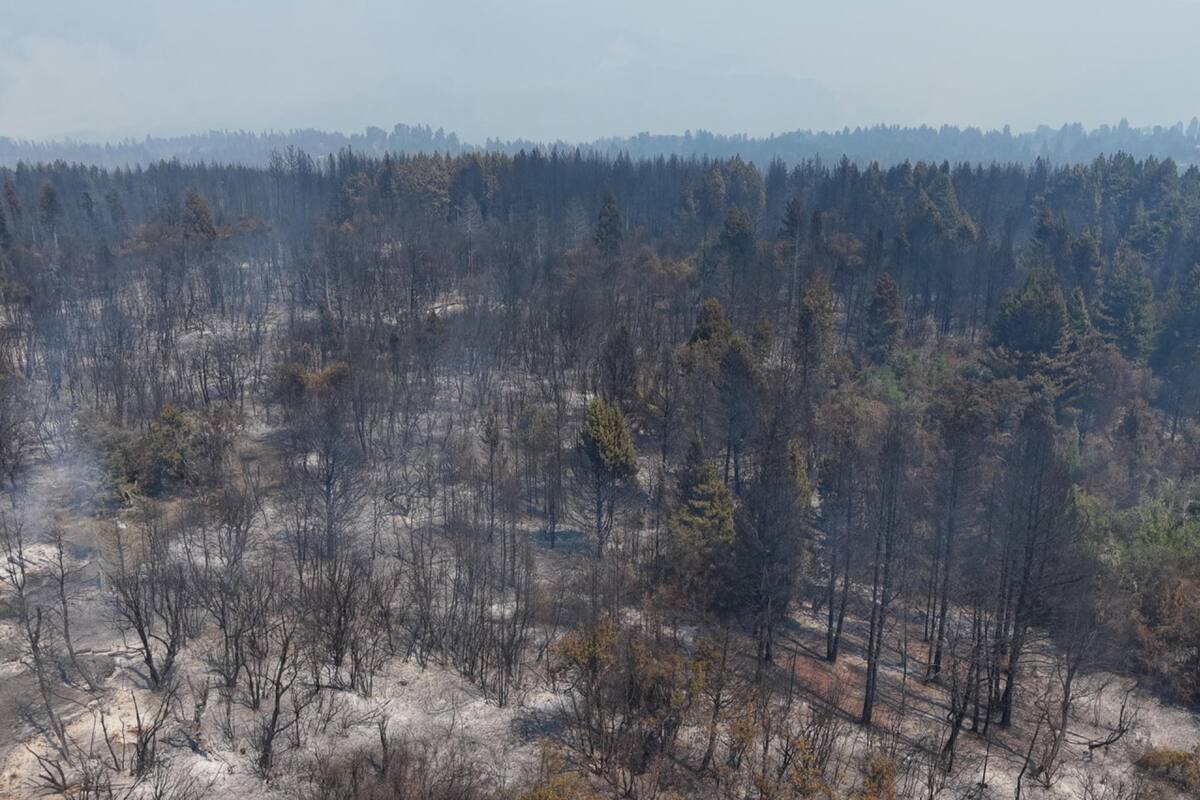 Incendios forestales en El Bolsón, Río Negro. Foto: EFE.
