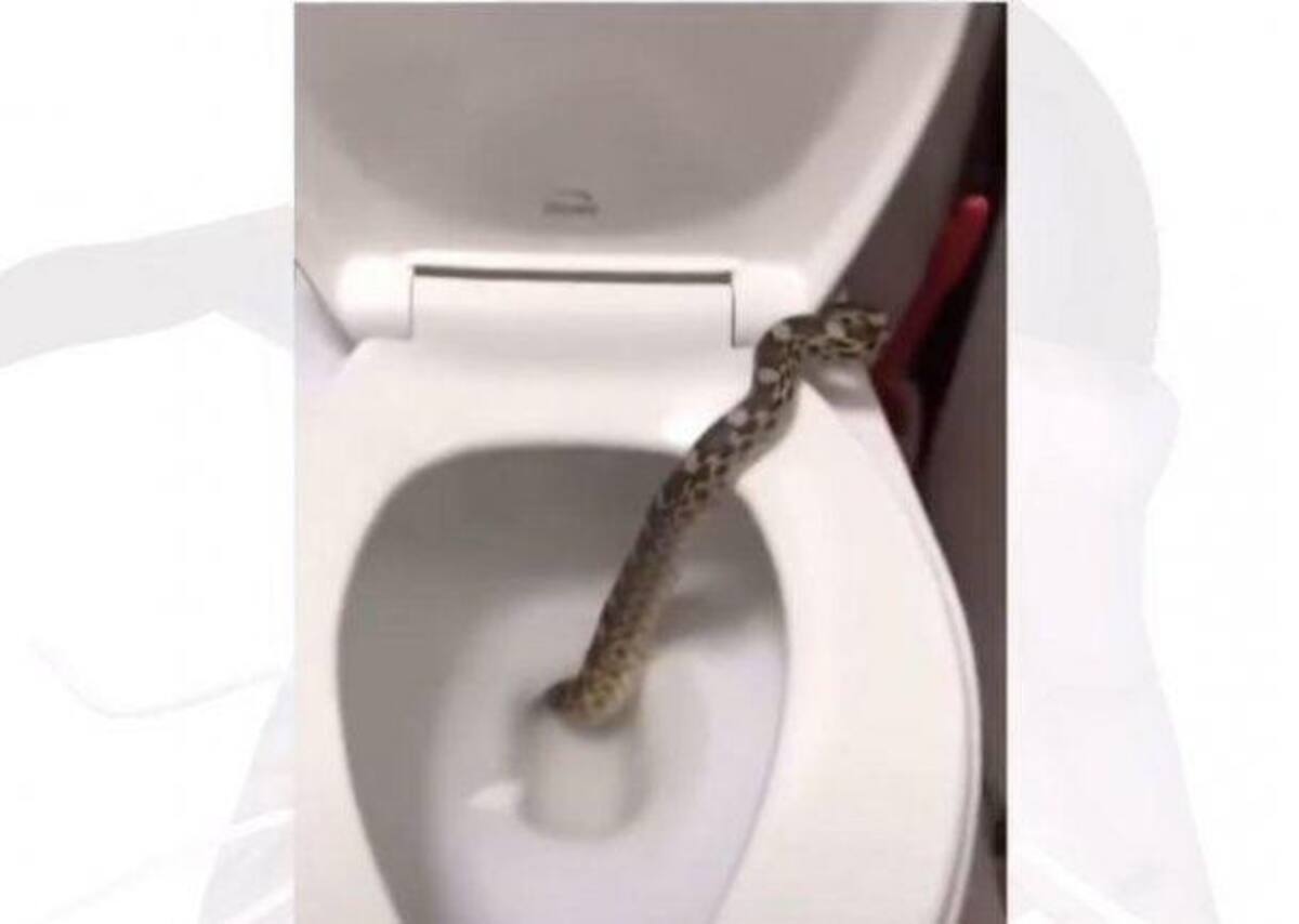 Inodoro y culebra