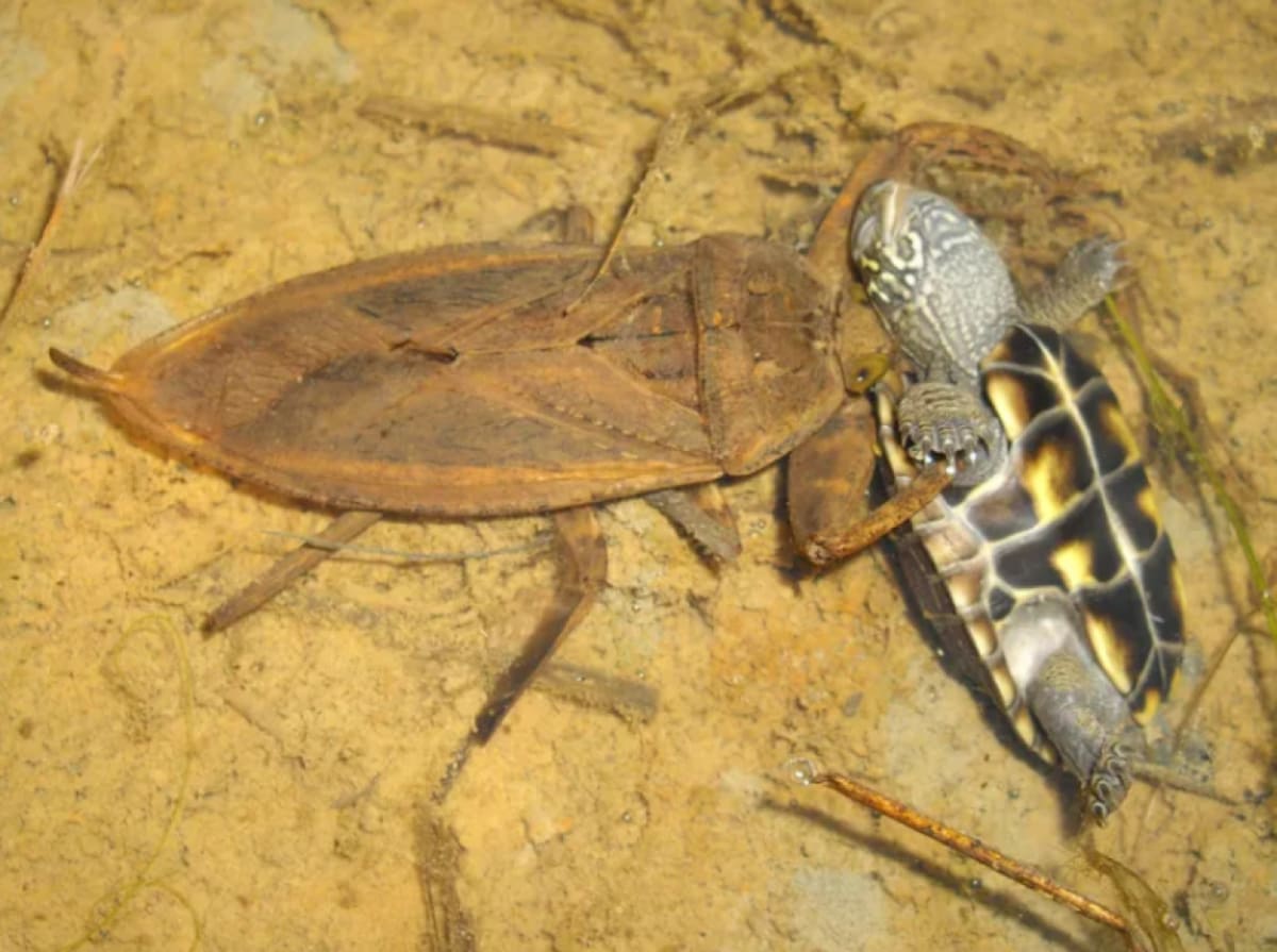 Insecto de agua gigante. Foto: National Geographic.