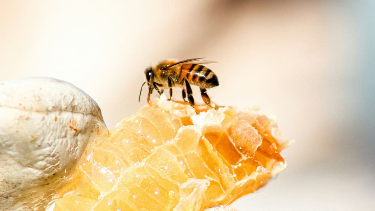 La ciencia responde: la razón por la que las abejas mueren tras picarnos, pero las avispas no