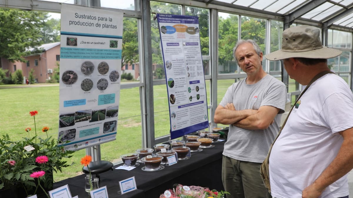 Así es “Serena”: la innovadora flor ornamental creada en Argentina que sorprende por su tonalidad inédita