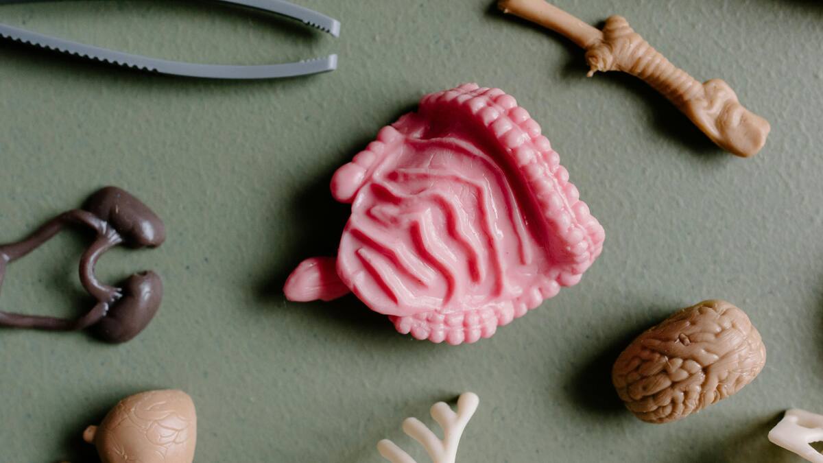 Intestinos, órganos. Fuente: Pexels