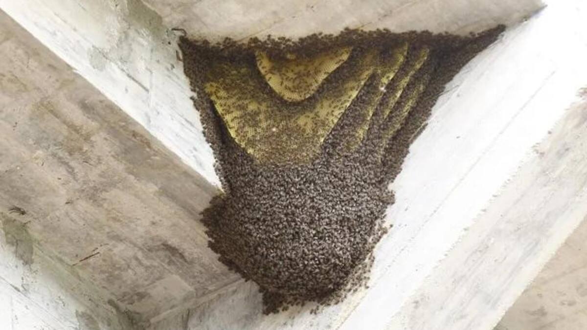 Invasión de abejas obligó a suspender el partido entre las reservas de Central Córdoba y Estudiantes, Santiago del Estero
