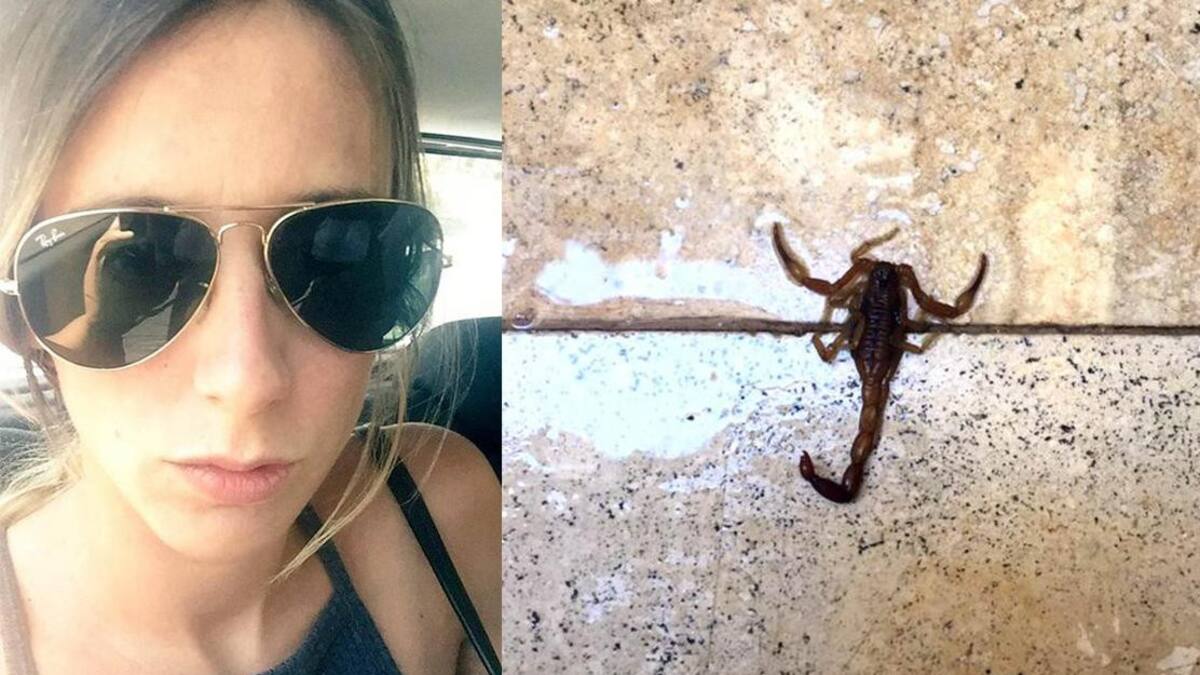 Invasión de alacranes