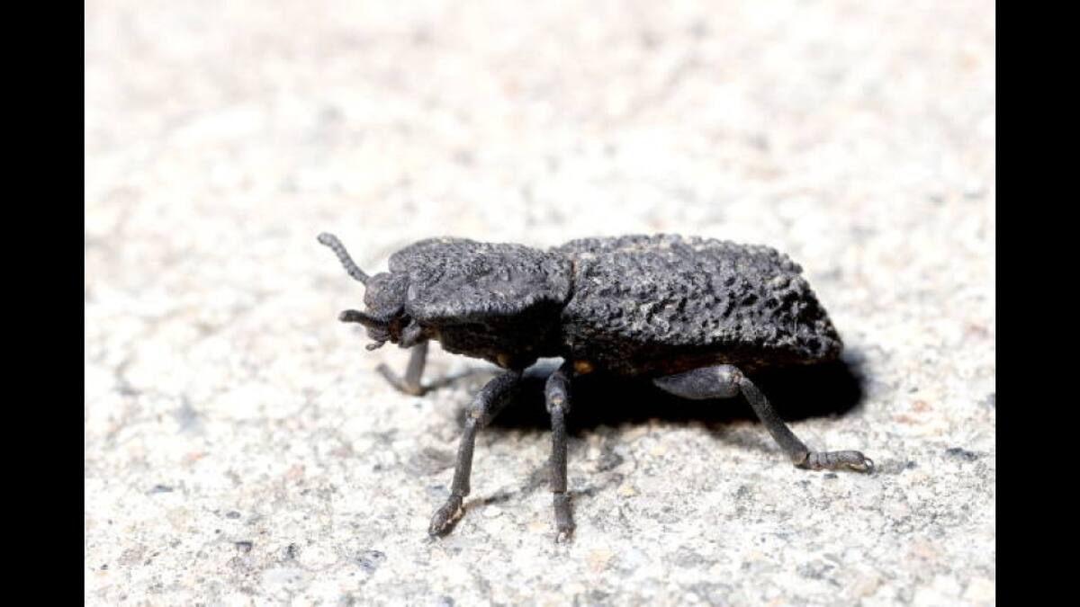 Invasión de chinches en Francia. Video: Reuters.