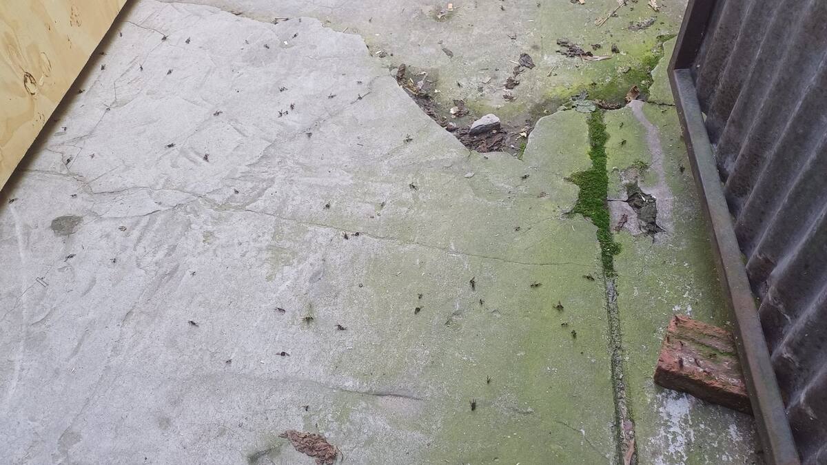 Invasión de hormigas voladoras en el AMBA: las zonas más afectadas y los motivos detrás de la plaga