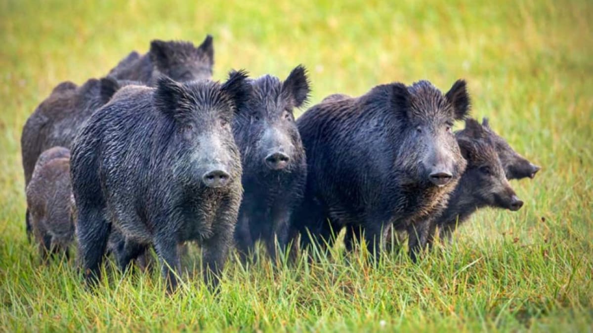 Invasión de jabalíes. Foto X @EntreRiosAhora_