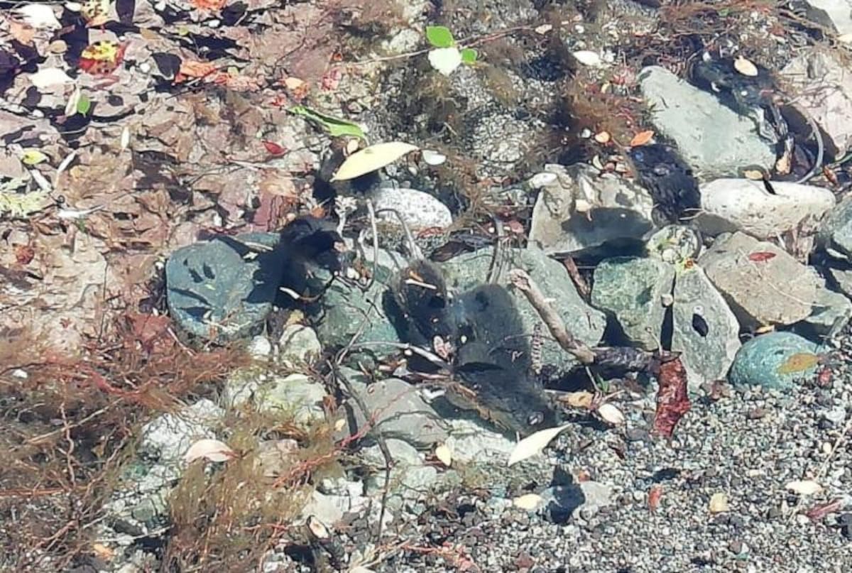 Invasión de ratas en la cordillera patagónica
