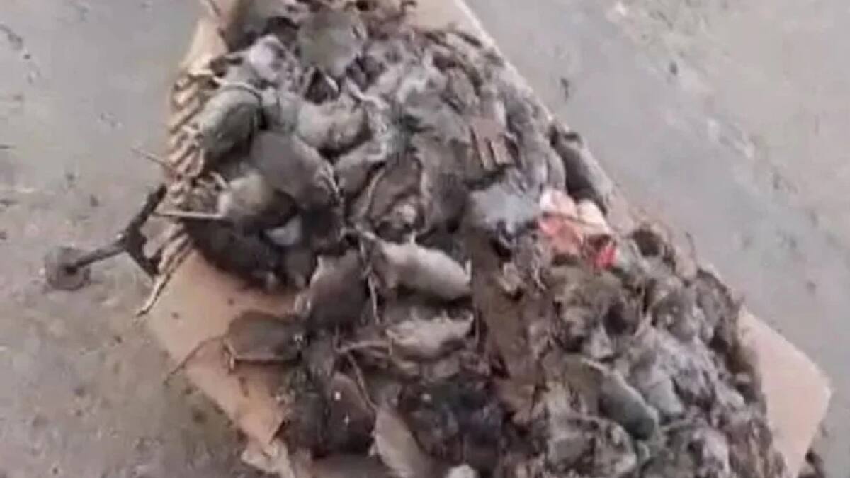 Invasión de ratas en Santa Fe. Foto: NA