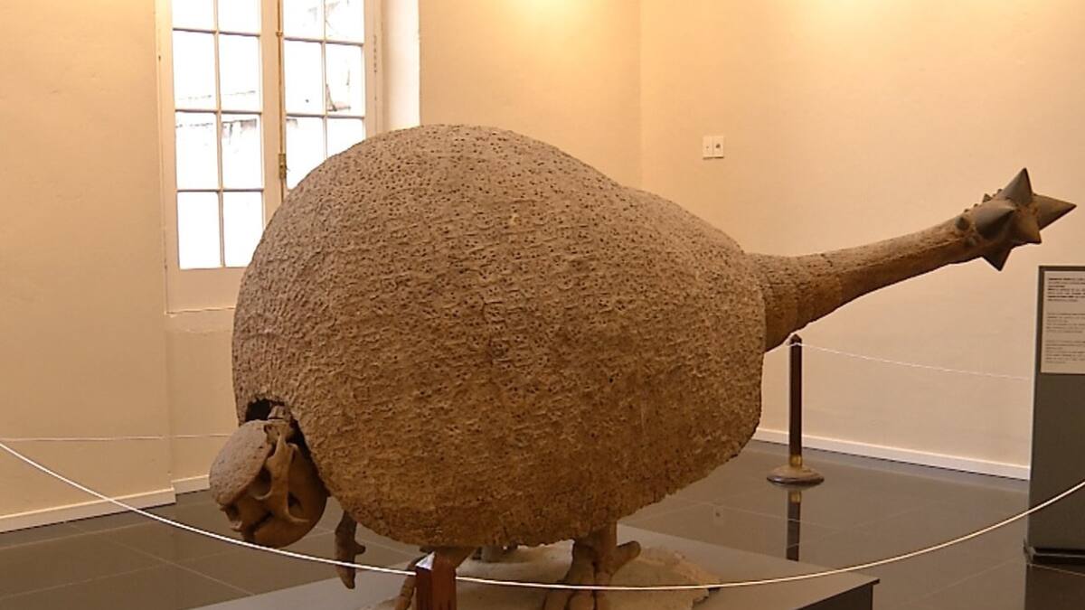 Investigadores del Conicet descubrieron un nuevo gliptodonte en Argentina. Foto: Twitter