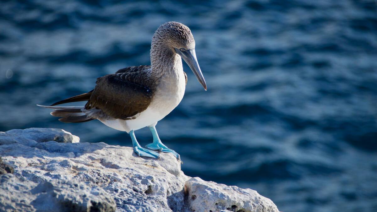 Aves, Islas Galápagos. Foto: Unsplash.