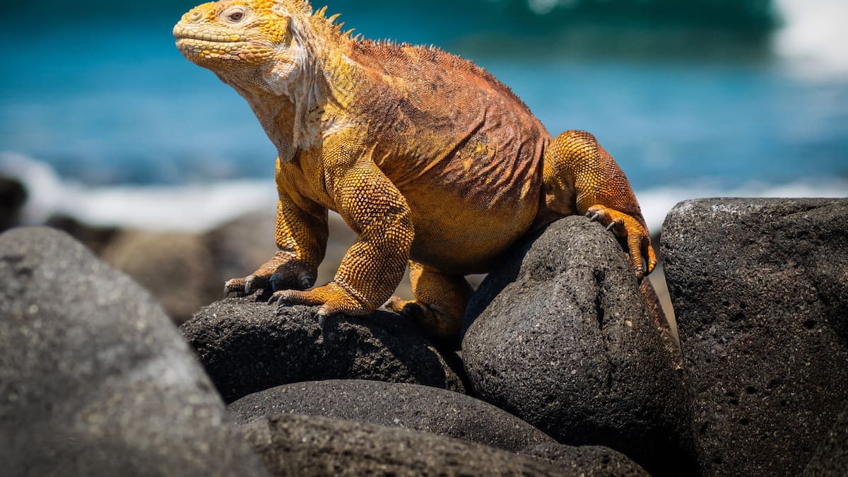 Una nueva iniciativa para combatir la contaminación en las Galápagos. Foto Alamy.