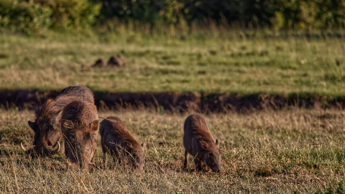 Jabalíes. Foto: Pexels.