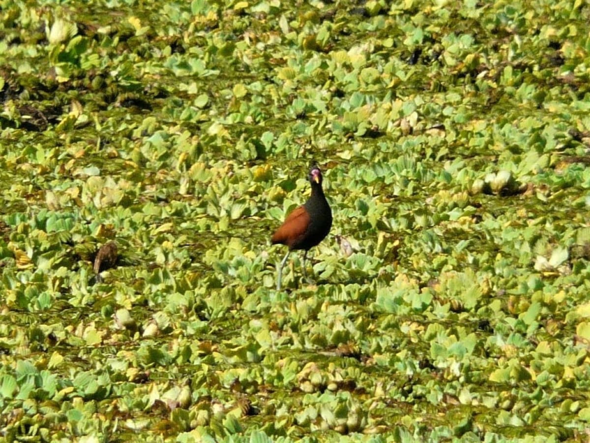 Jacana, ave. Foto X @ave_fragata