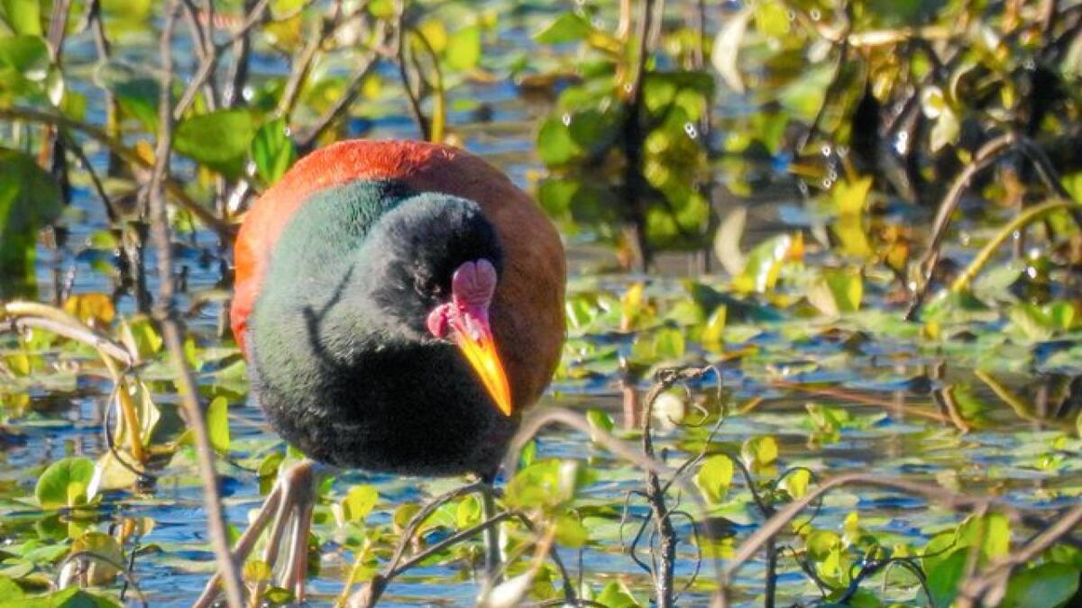 Jacana, ave. Foto X @ClauLocura