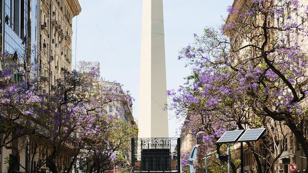 Buenos Aires se tiñe de violeta: cuándo florecen los jacarandás y cuáles son los mejores lugares para verlos